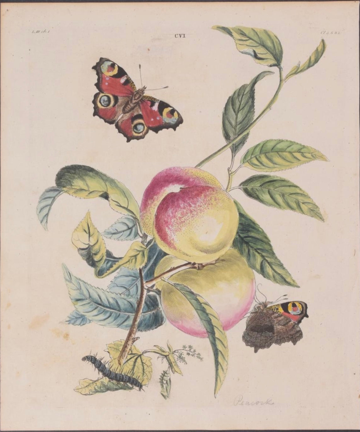 Wilkes’s Peach & Butterfly Engraving