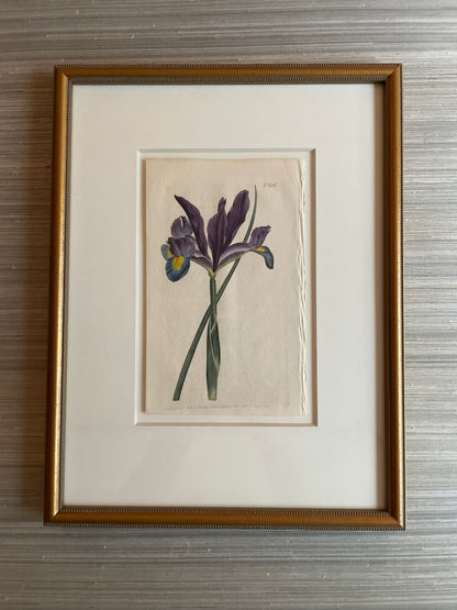 antique botanical print, framed artwork, ready to ship