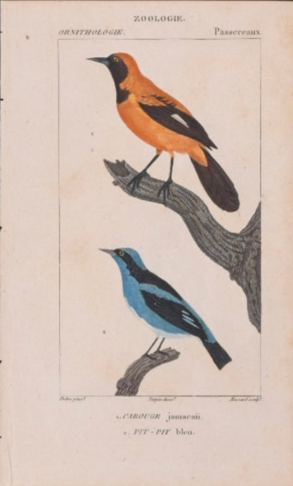 Turpin Bird Engravings (Set of 4)