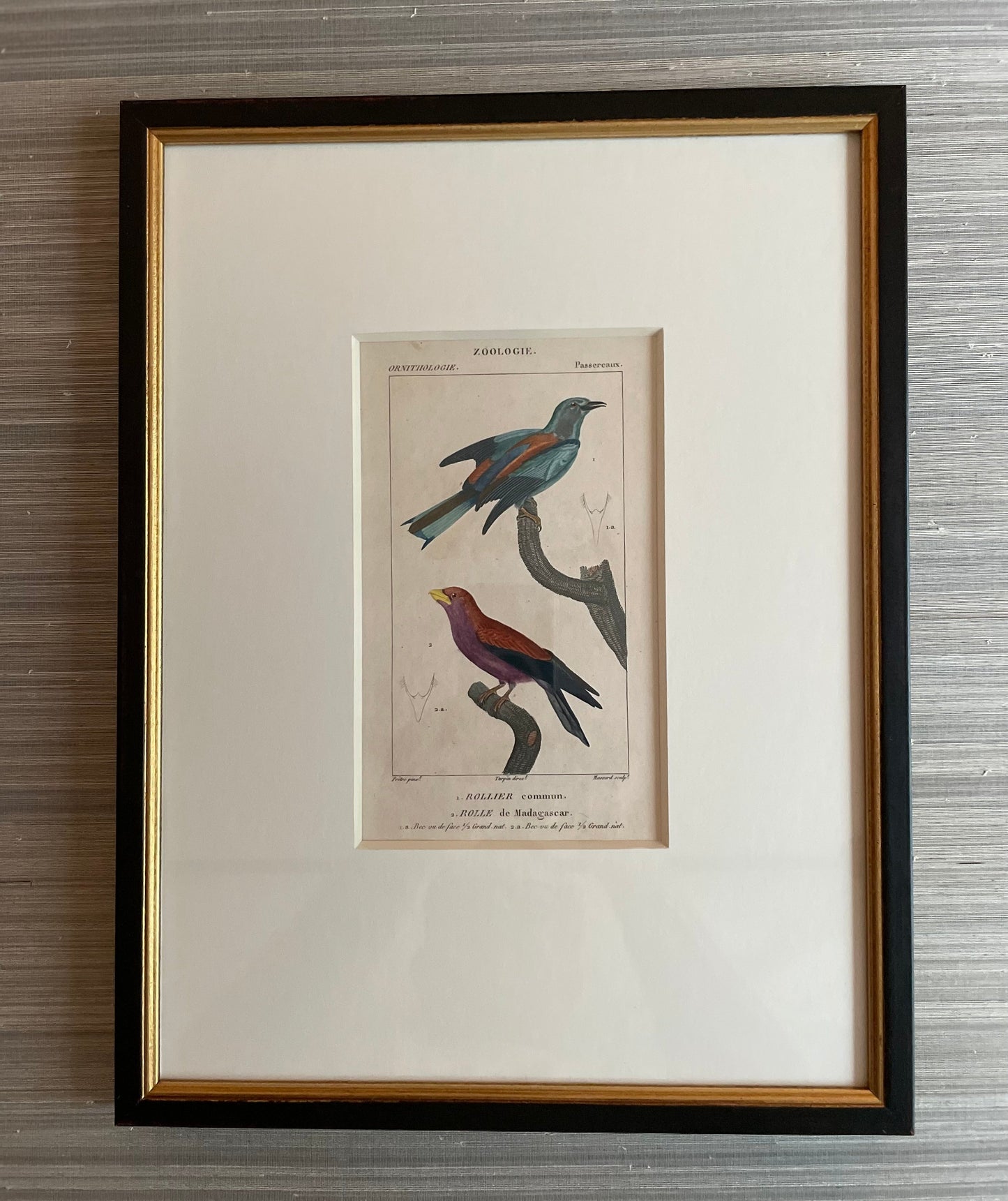 antique bird print, framed artwork, ready to ship