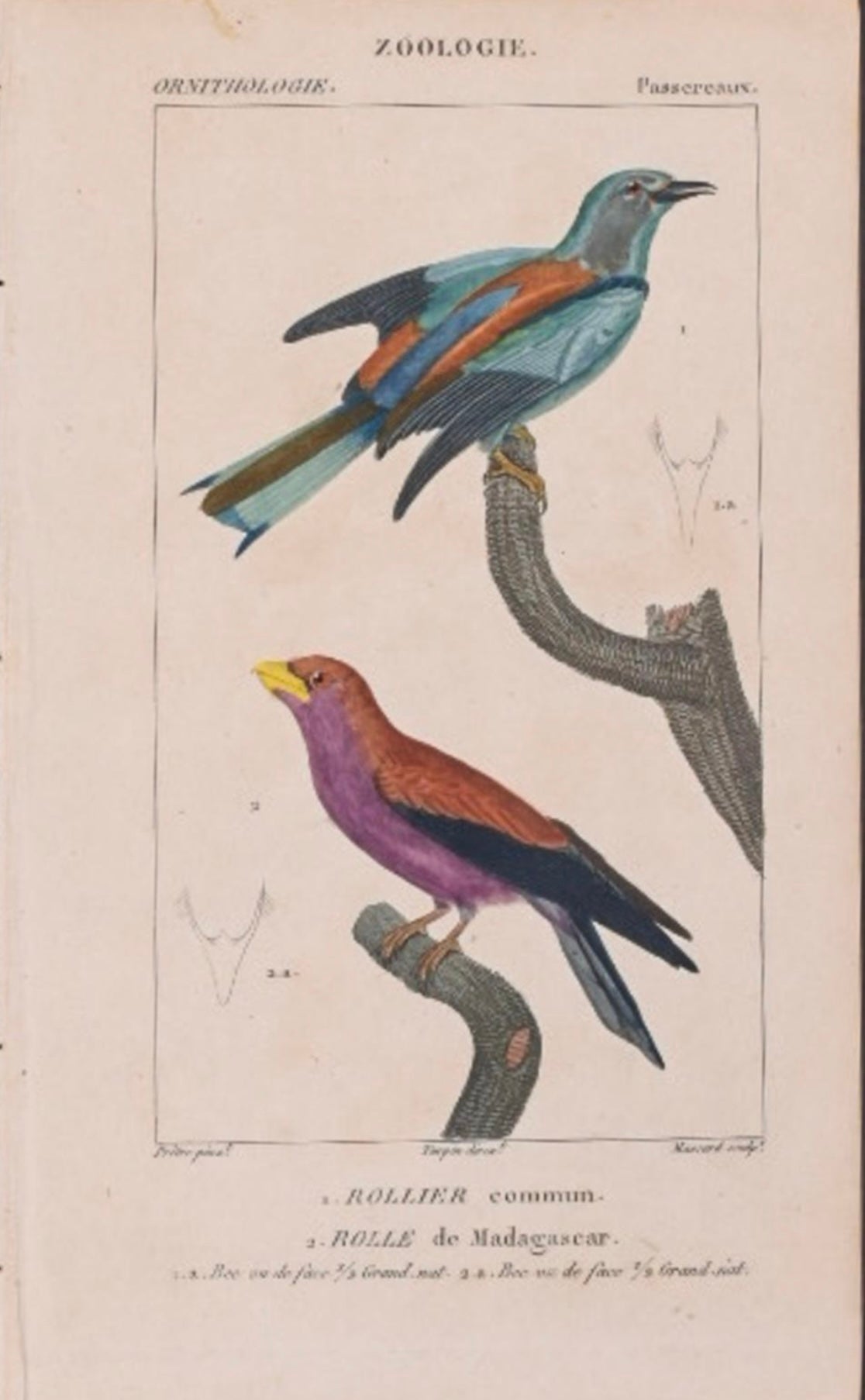 Turpin Bird Engravings (Set of 4)