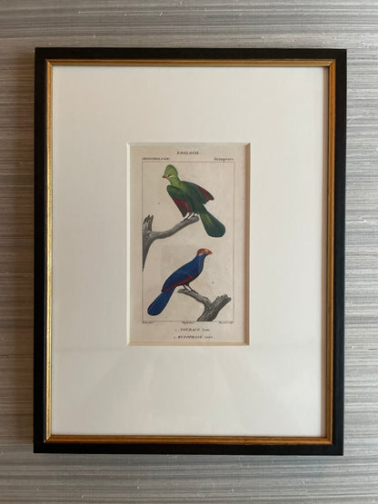 Turpin Bird Engravings (Set of 4)