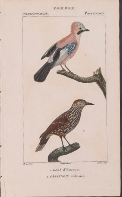 Turpin Bird Engravings (Set of 4)