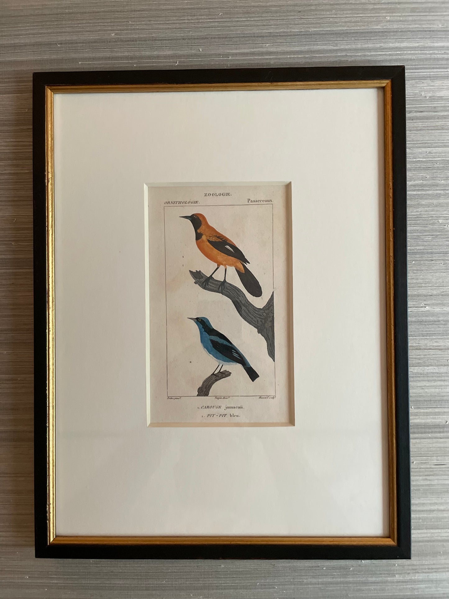 Turpin Bird Engravings (Set of 4)