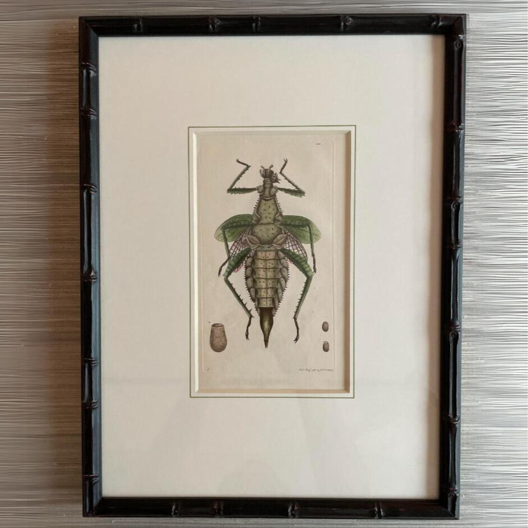 antique insect print, framed artwork, ready to ship