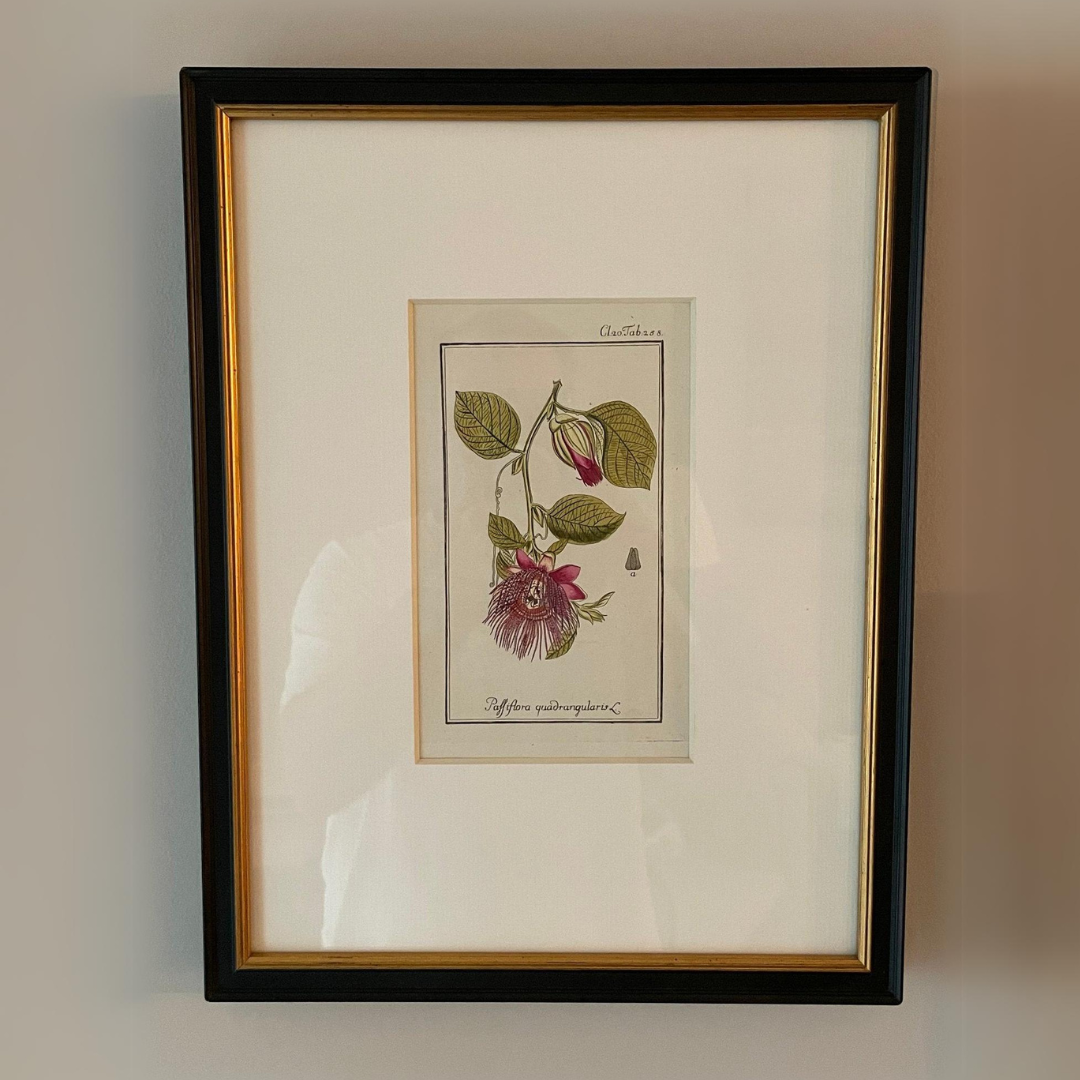 antique botanical print, framed artwork, ready to ship