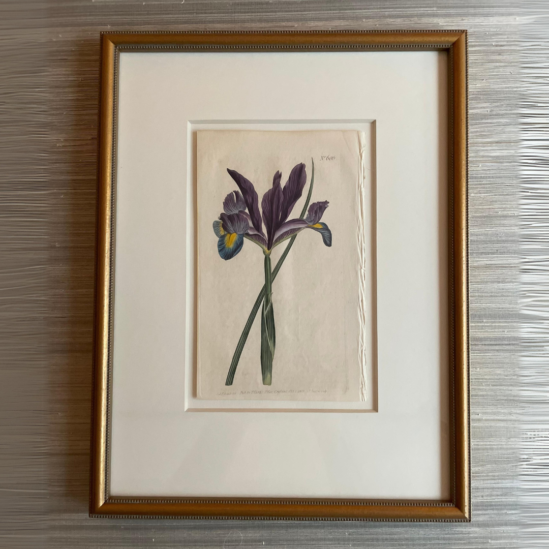 antique botanical print, framed artwork, ready to ship