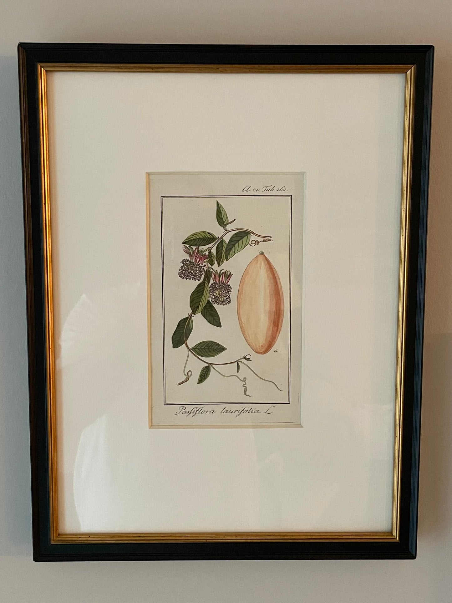 Zorn’s Passion Flowers and Fruit Engravings (Set of 3)